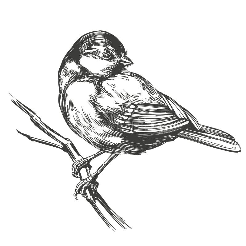 Vogelmeise auf einer Zweigniederlassung, realistische Skizze Handder gezogenen Vektor-Illustration isoliert auf weißem Hintergrun stock abbildung