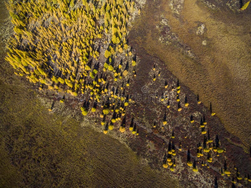 Vogelperspektive des Waldes im Fernen Osten, Russland lizenzfreie stockbilder Vogelperspektive des Waldes im Fernen Osten, Russland lizenzfreie stockbilder