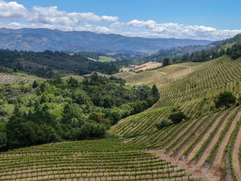 Aerial view of wine vineyard in Napa Valley during summer season. Napa County, in California`s Wine Country, part of the North Bay region of the San Francisco Bay Area. Vineyards landscape. Aerial view of wine vineyard in Napa Valley during summer season. Napa County, in California`s Wine Country, part of the North Bay region of the San Francisco Bay Area. Vineyards landscape.