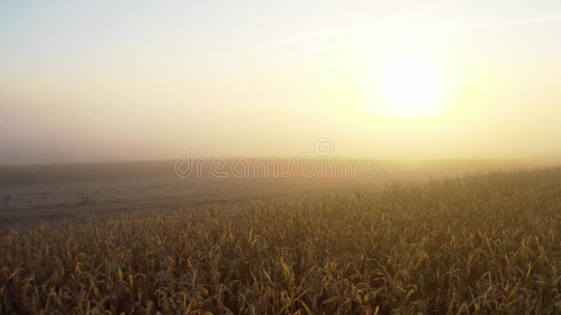 Vogelperspektive eines großen Weizenfeldes bei nebeligem Wetter.