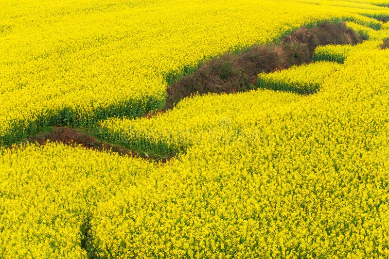 Vogelperspektive von Senfterrassenfeldern auf Frühjahr, bunte Blumen der Senfanlage in voller Blüte Yunnan, China stockfotos Vogelperspektive von Senfterrassenfeldern auf Frühjahr, bunte Blumen der Senfanlage in voller Blüte Yunnan, China stockfotos