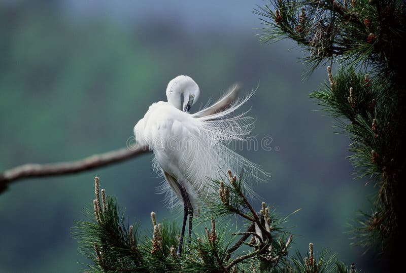 Download Vogels stock foto. Afbeelding bestaande uit egret, hemel - 279856