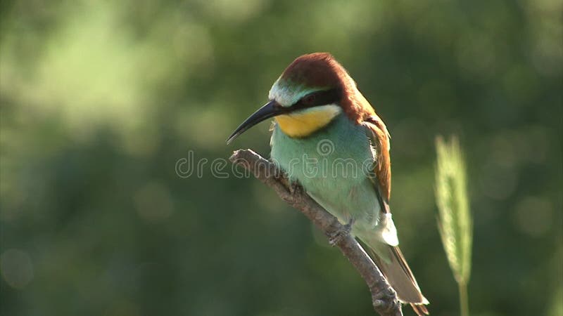 Vogels bij-Eters die het nestelen spelen op toppositie uitvoeren