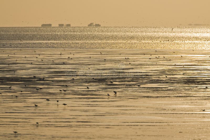 Vogels die bij Wadden Overzees voederen royalty-vrije stock foto Vogels die bij Wadden Overzees voederen royalty-vrije stock foto