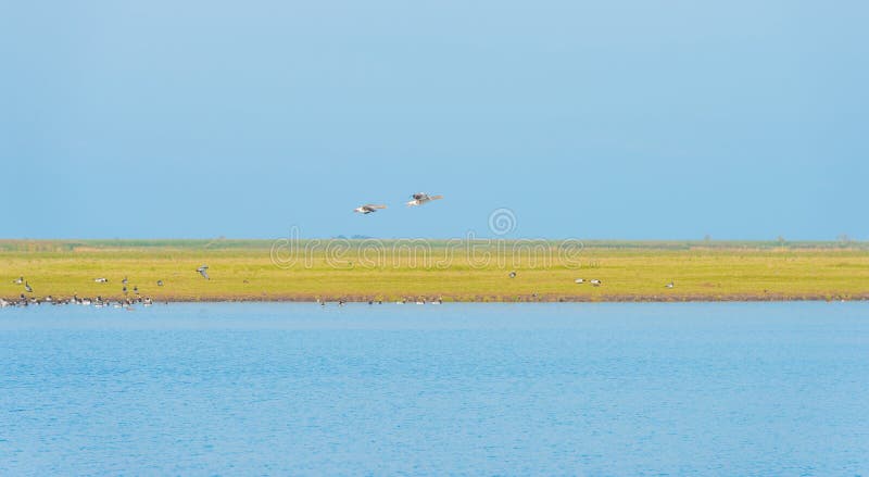 Vogels die over de kust van een meer vliegen stock afbeelding Vogels die over de kust van een meer vliegen stock afbeelding