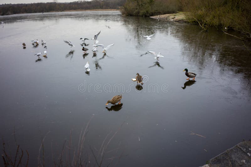 Vogels die over een bevroren meer vliegen stock foto Vogels die over een bevroren meer vliegen stock foto