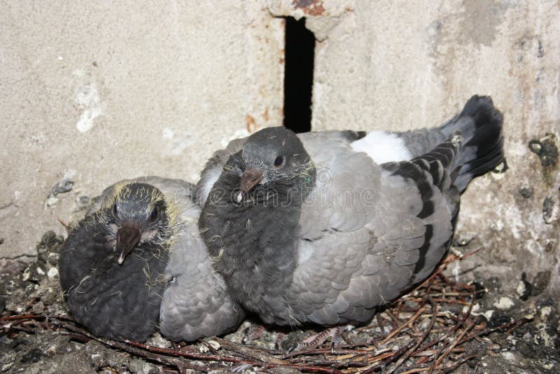 Vogels in kinderen drie van nestduiven royalty-vrije stock foto Vogels in kinderen drie van nestduiven royalty-vrije stock foto