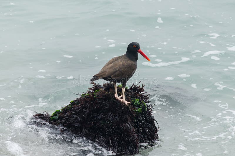 Vogels -- Oester Negruzco -- op de rotsen bij de rand van het overzees stock fotografie Vogels -- Oester Negruzco -- op de rotsen bij de rand van het overzees stock fotografie