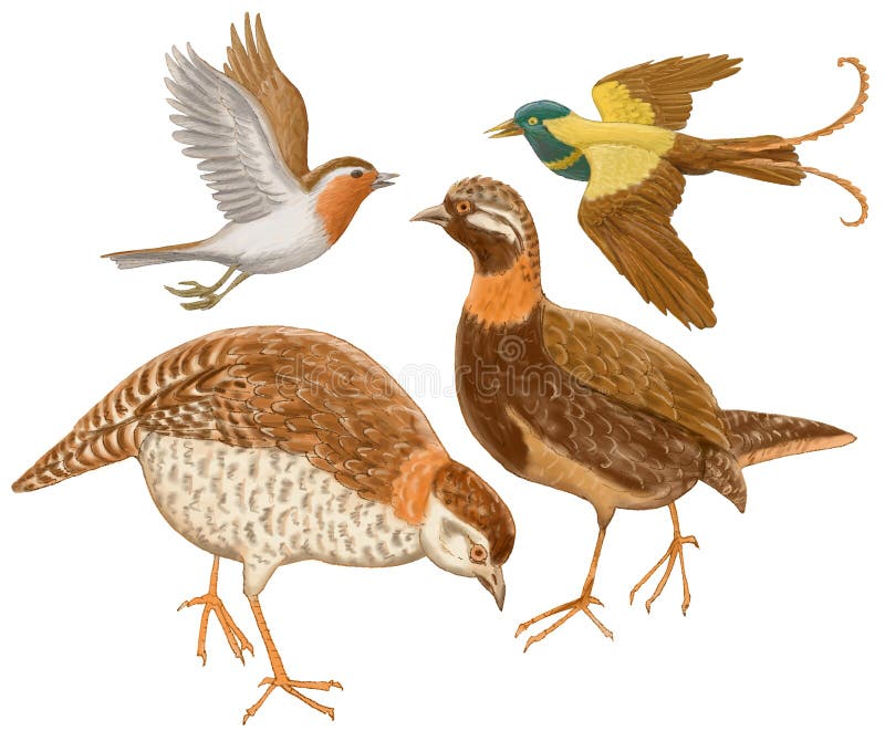Vogels op een witte achtergrond vector illustratie Vogels op een witte achtergrond vector illustratie