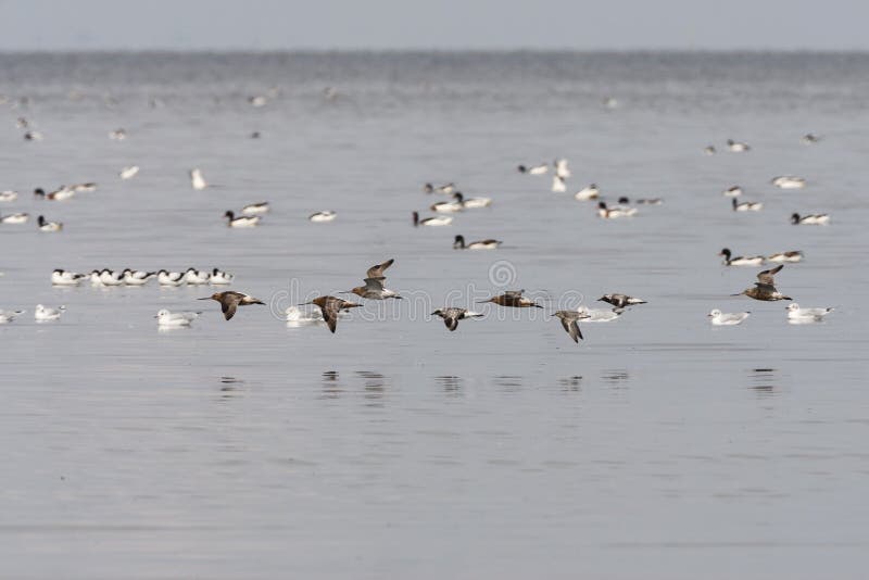 Vogels Waddenzee Op Oiseaux à La Lmer Des Wadden Image