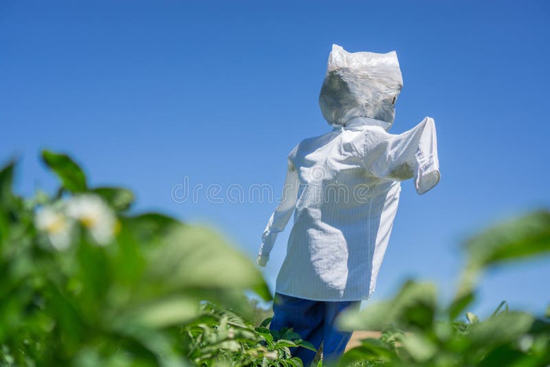 Rohe Kartoffel stockfoto. Bild von stärke, gesund, getrennt 25222186