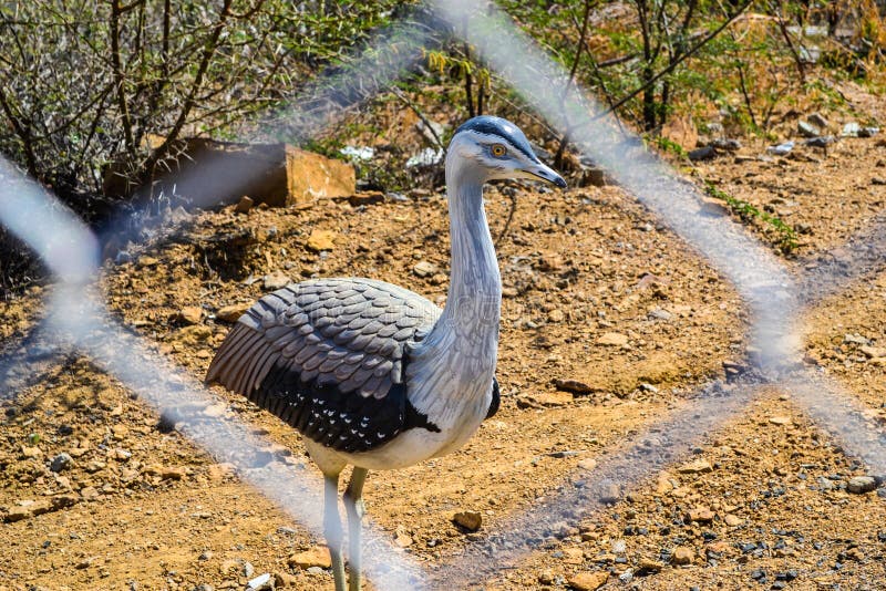 Vogelstandbeeld, Rann van Kutch royalty-vrije stock fotografie