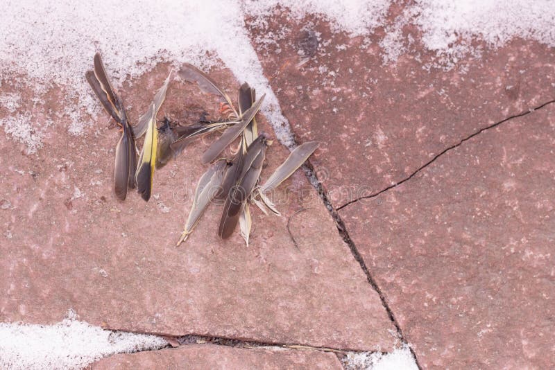 Vogelveren op verharde grond. Van bovenaf gezien stock foto