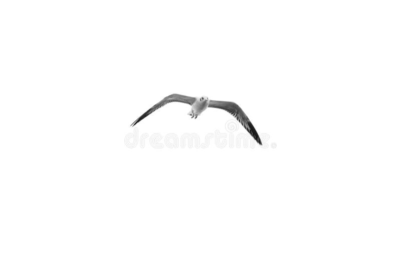 Vogelvlieg op duidelijke hemel & x28; b&w& x29; royalty-vrije stock afbeeldingen Vogelvlieg op duidelijke hemel & x28; b&w& x29; royalty-vrije stock afbeeldingen