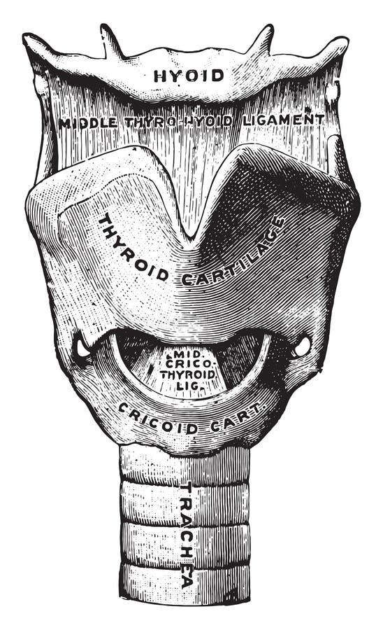 The Voice Box, Vintage Engraving Stock Vector Illustration of trachea, artwork 163030839