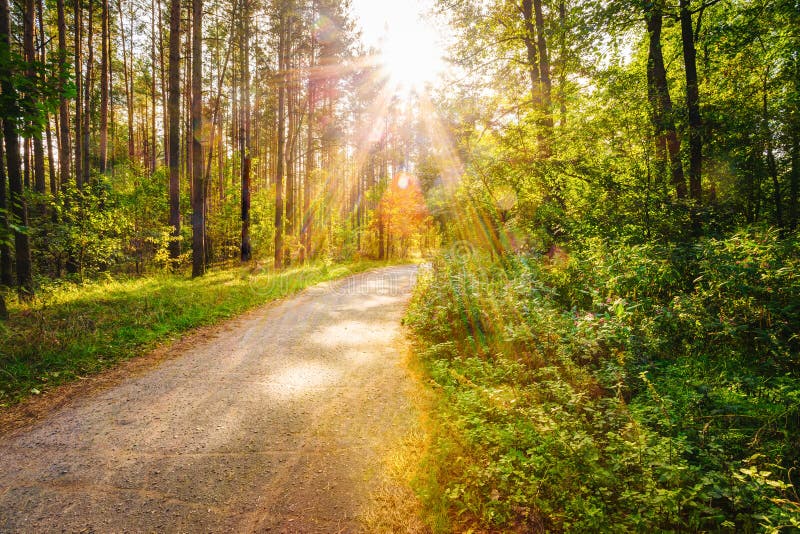 Voie de manière de route de chemin sur la forêt de Sunny Day In Summer Sunny chez Sun photographie stock Voie de manière de route de chemin sur la forêt de Sunny Day In Summer Sunny chez Sun photographie stock