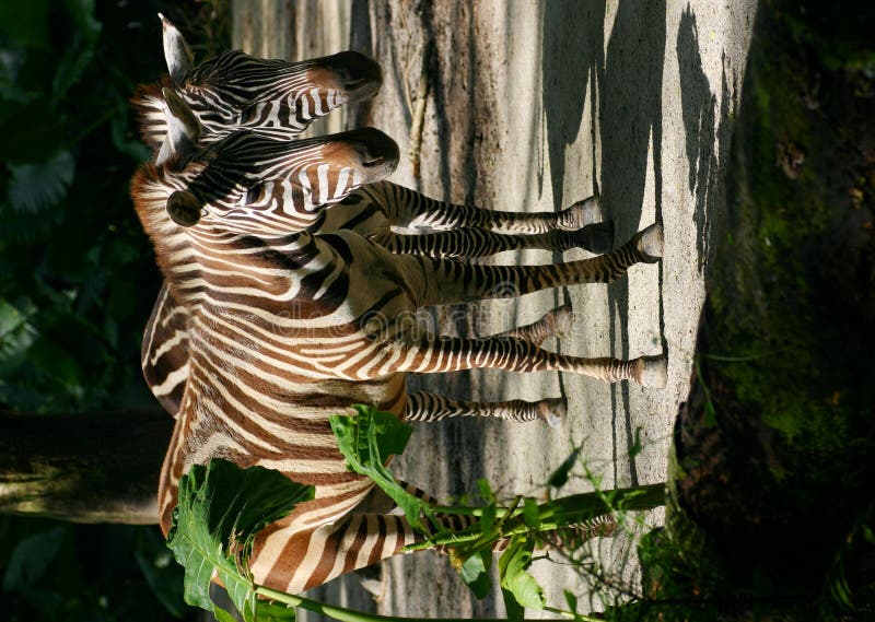 Voir le double ? Voir des clones ? - Deux zèbres ! photos libres de droits Voir le double ? Voir des clones ? - Deux zèbres ! photos libres de droits