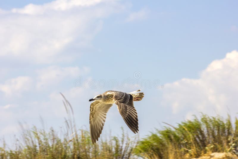 Vol argenté de mouette images libres de droits Vol argenté de mouette images libres de droits