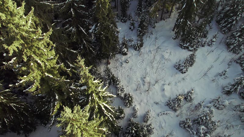 Vol au-dessus de la forêt d'hiver de grands pins. empreinte humaine dans la neige. clips vidéos