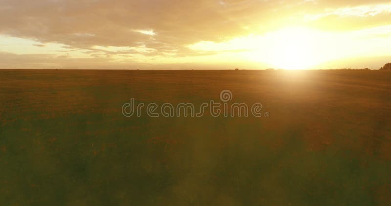Vol au-dessus du paysage d'été rural avec champ jaune sans fin au soleil soir d'été. terres agricoles à l'automne
