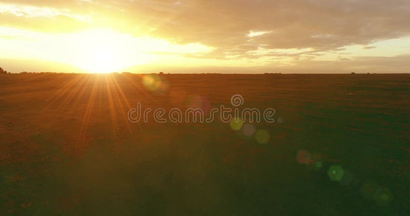 Vol au-dessus du paysage d'été rural avec champ jaune sans fin au soleil soir d'été. terres agricoles à l'automne