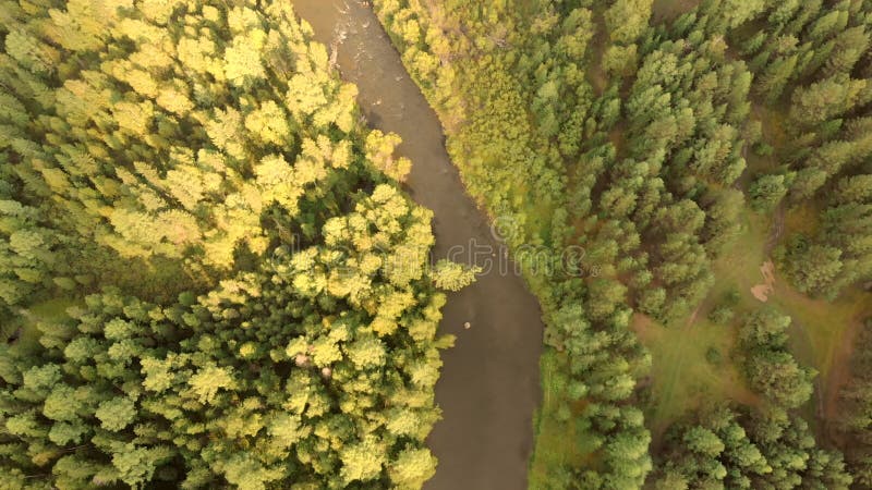Vol aérien du drone au-dessus du fleuve et des forêts. Vue de dessus des courants et des arbres. banque de vidéos