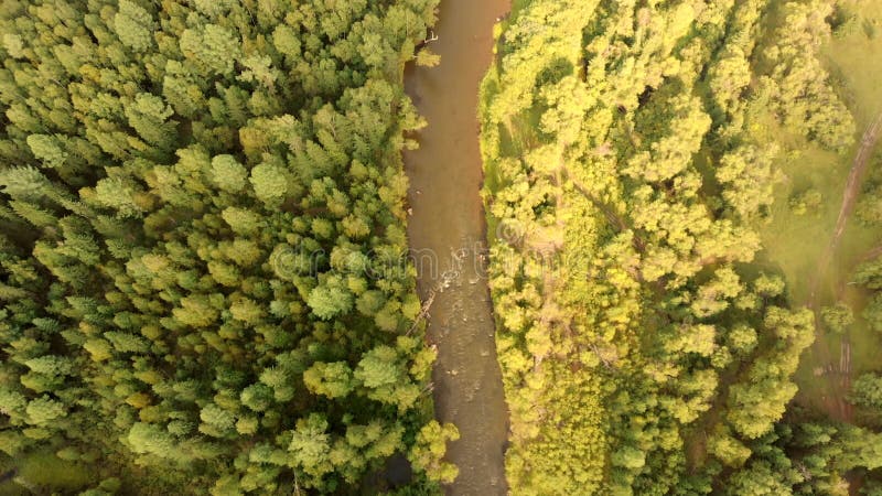 Vol aérien du drone au-dessus du fleuve et des forêts. Vue de dessus des courants et des arbres. banque de vidéos