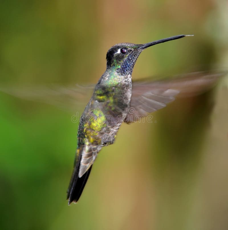 Vol Costa Rica de colibri de gemme de montagne image stock Vol Costa Rica de colibri de gemme de montagne image stock