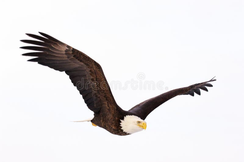 Vol D Aigle Chauve Image Stock Image Du Nord Symbole