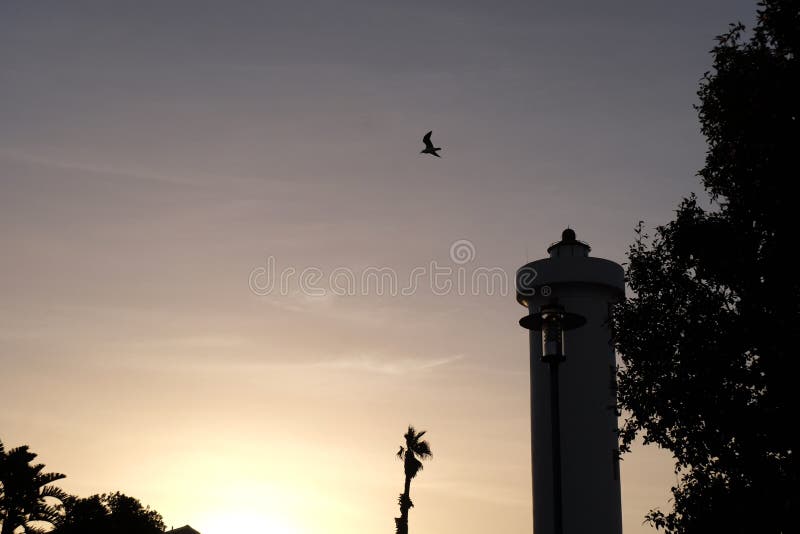 Vol d'oiseau au coucher du soleil photo libre de droits Vol d'oiseau au coucher du soleil photo libre de droits