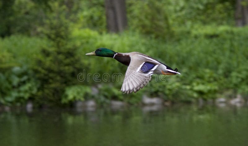 Photo of a flying male duck. Photo of a flying male duck