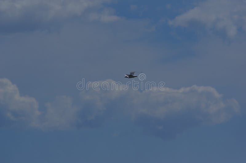 Vol de mouette dans le ciel bleu 3 photographie stock libre de droits Vol de mouette dans le ciel bleu 3 photographie stock libre de droits