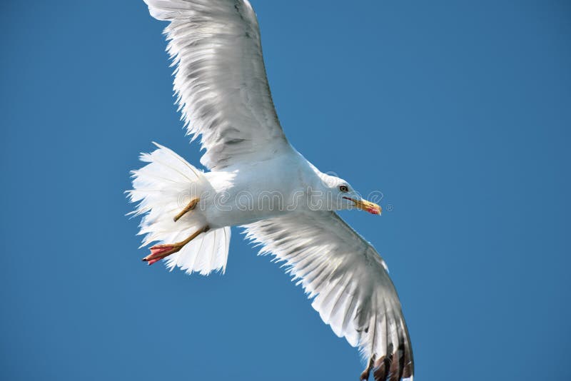 Vol de mouette dans le ciel bleu images libres de droits Vol de mouette dans le ciel bleu images libres de droits