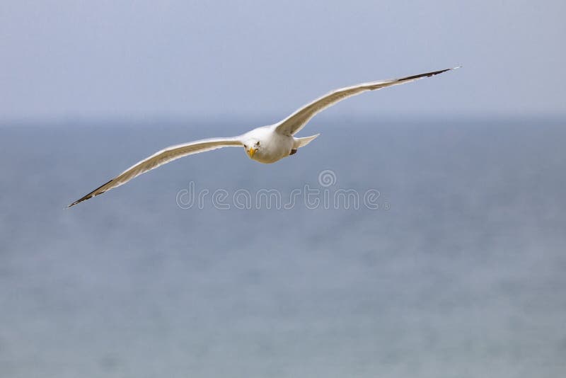 Vol de mouette sur la plage photos libres de droits Vol de mouette sur la plage photos libres de droits