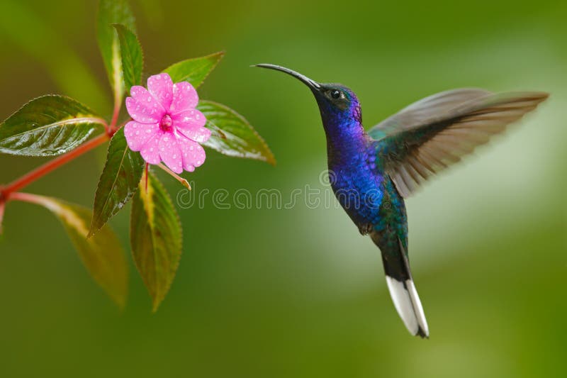 Vol de Violet Sabrewing de colibri à côté de belle fleur rose