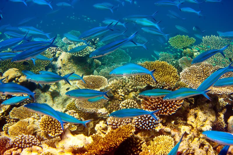 Vol des poissons bleu-foncé photo stock Vol des poissons bleu-foncé photo stock