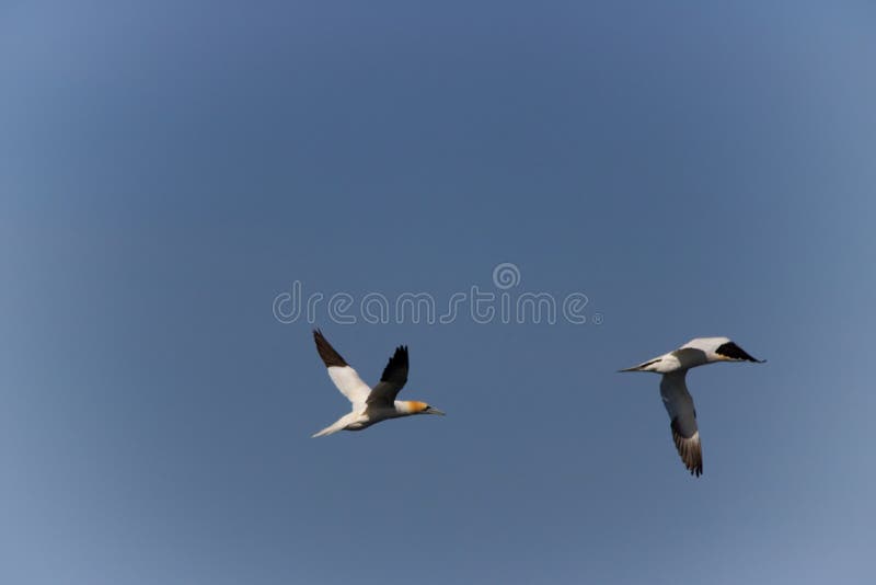 Vol du fou de Bassan deux par photo stock Vol du fou de Bassan deux par photo stock