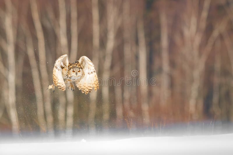 Vol oriental d'Eagle Owl de Sibérien en hiver Beau hibou de Russie volant au-dessus du champ neigeux Scène d'hiver avec rare maje photographie stock Vol oriental d'Eagle Owl de Sibérien en hiver Beau hibou de Russie volant au-dessus du champ neigeux Scène d'hiver avec rare maje photographie stock