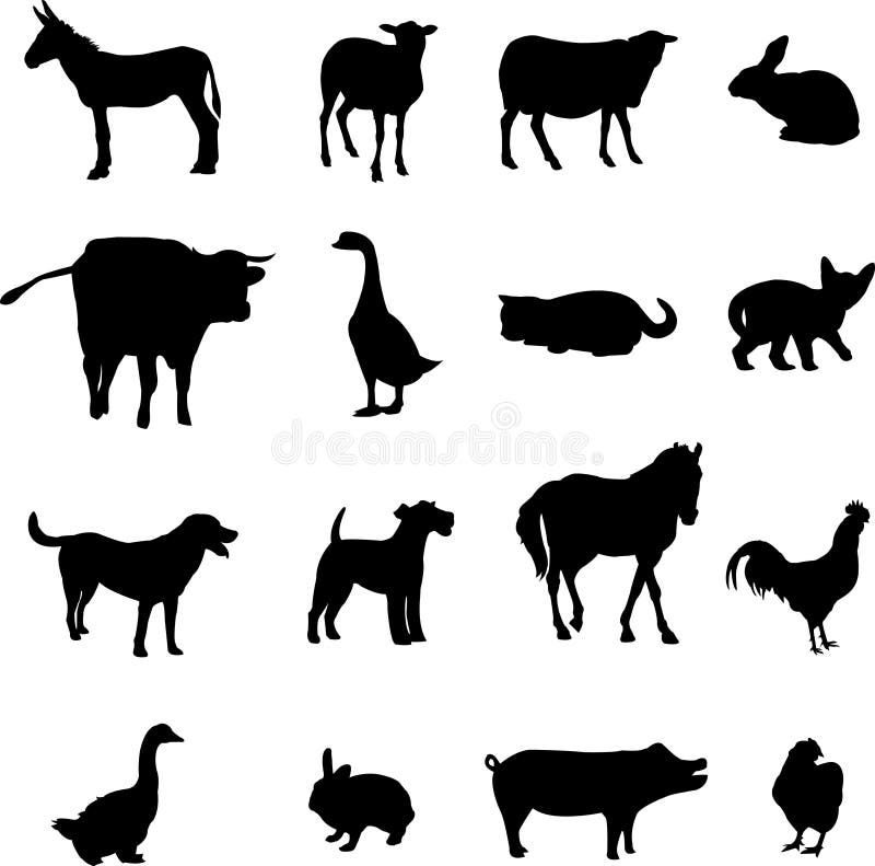 Livestock and poultry animals have been domesticated and is also a loyal friend of the people. Livestock and poultry animals have been domesticated and is also a loyal friend of the people.