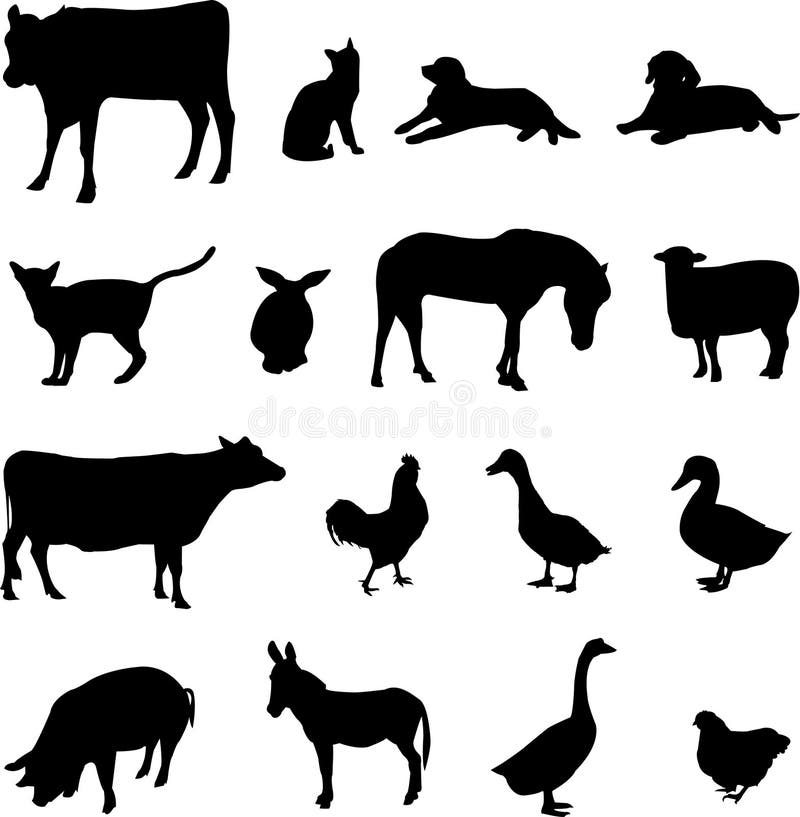 Livestock and poultry animals have been domesticated and is also a loyal friend of the people. Livestock and poultry animals have been domesticated and is also a loyal friend of the people.