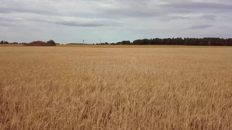 Volando in basso sopra il giacimento di grano giallo del cereale