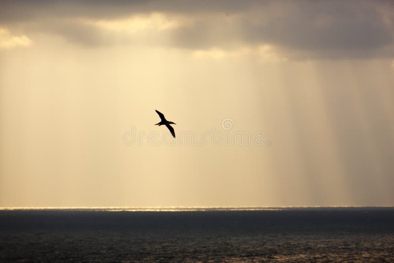 Volando nei raggi fotografia stock libera da diritti Volando nei raggi fotografia stock libera da diritti