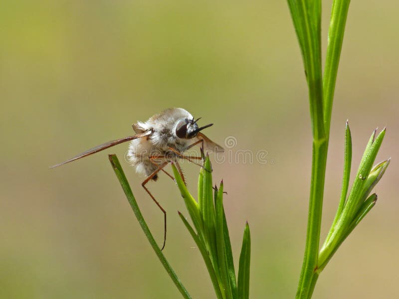 Volata Di Api Sulla Pianta Verde immagini stock Volata Di Api Sulla Pianta Verde immagini stock