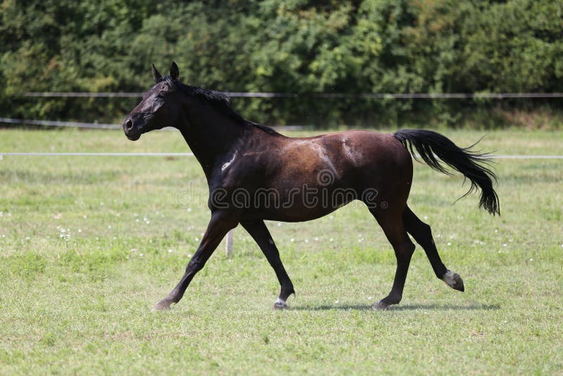 Volbloed- jonge paardenlooppas over een weilandzomer royalty-vrije stock fotografie Volbloed- jonge paardenlooppas over een weilandzomer royalty-vrije stock fotografie