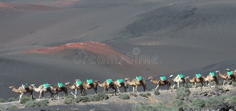 Volcanic landscapes of Lanzarote with camels