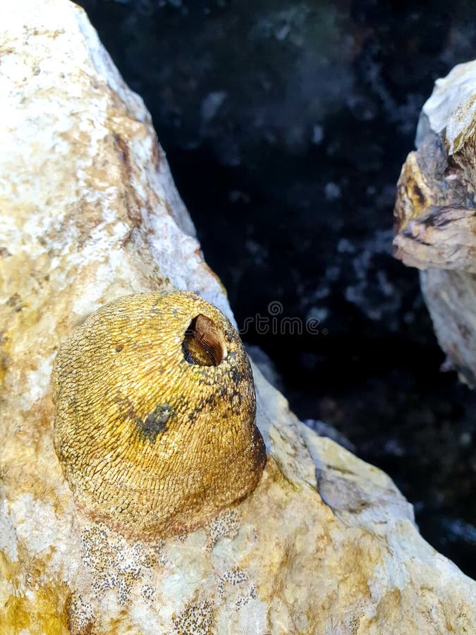 Volcano Barnacle These smooth barnacles appear on the rocky shores