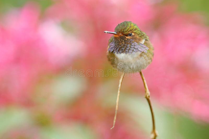 Volcano Hummingbird, Selasphorus flammula, animal in the nature habitat, mountain tropical forest, wildlife from Costa Rica royalty free stock images Volcano Hummingbird, Selasphorus flammula, animal in the nature habitat, mountain tropical forest, wildlife from Costa Rica royalty free stock images