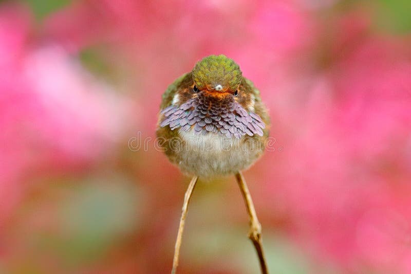 Volcano Hummingbird, Selasphorus flammula, animal in the nature habitat, mountain tropical forest, wildlife from Costa Rica royalty free stock photography Volcano Hummingbird, Selasphorus flammula, animal in the nature habitat, mountain tropical forest, wildlife from Costa Rica royalty free stock photography
