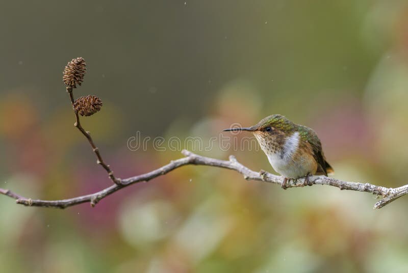Volcano Hummingbird - Selasphorus flammula royalty free stock image Volcano Hummingbird - Selasphorus flammula royalty free stock image