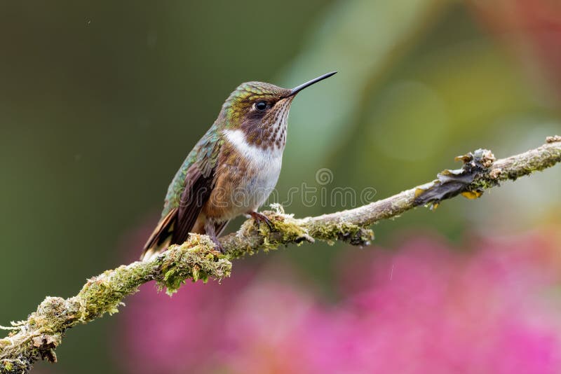 Volcano Hummingbird - Selasphorus flammula very small hummingbird which breeds only in the mountains of Costa Rica and Chiriqui, stock images Volcano Hummingbird - Selasphorus flammula very small hummingbird which breeds only in the mountains of Costa Rica and Chiriqui, stock images